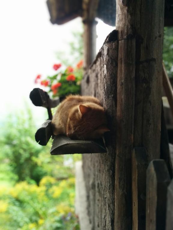 Unterbrunnerhof Leilighet Lana Rom bilde